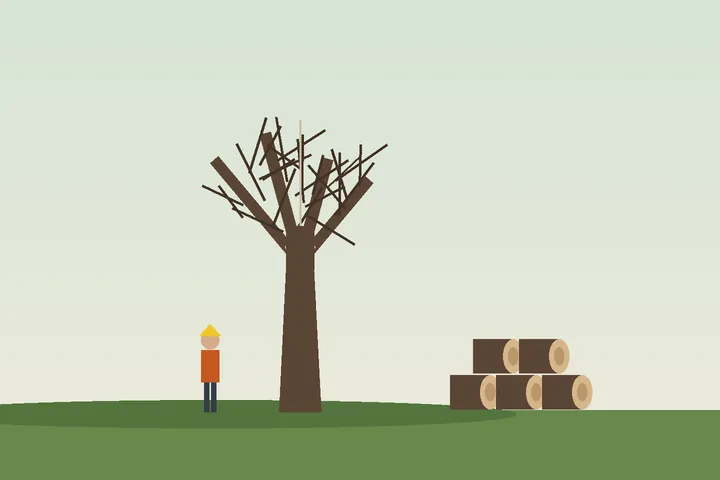 Illustration: dead ash tree being taken down in sections