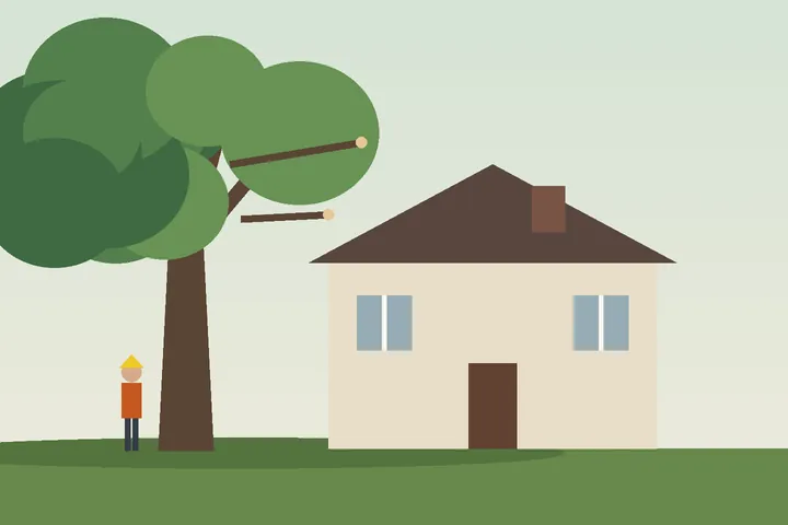 Illustration: maple limbs cut back from a roofline